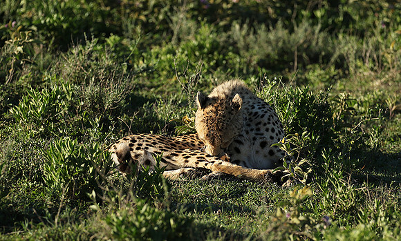 Serengeti
