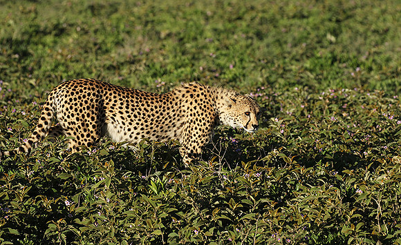 Serengeti