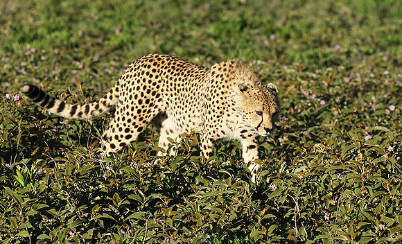 Serengeti