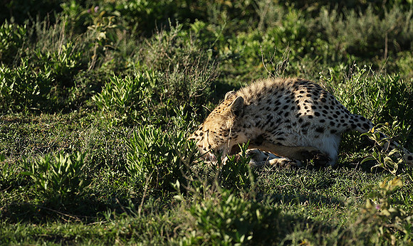 Serengeti