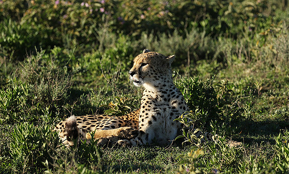 Serengeti