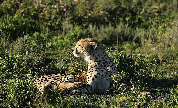 Serengeti