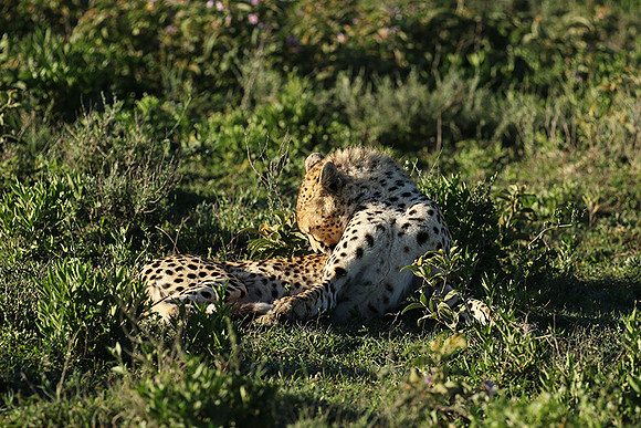 Serengeti