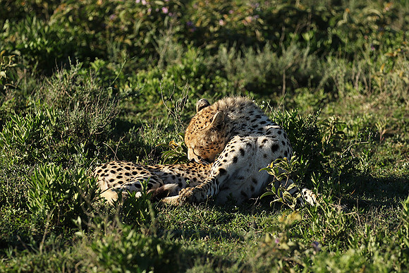 Serengeti