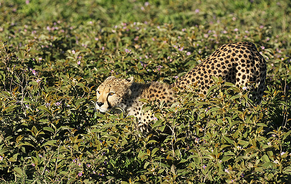 Serengeti
