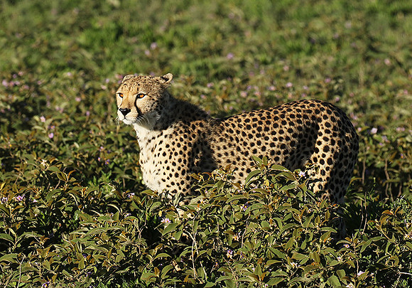 Serengeti