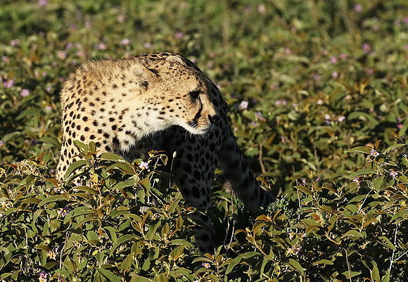 Serengeti