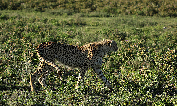 Serengeti