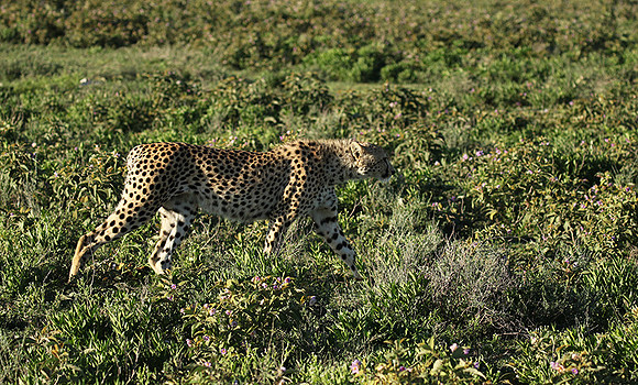 Serengeti