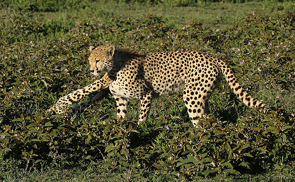 Serengeti