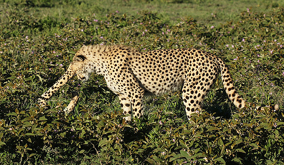 Serengeti