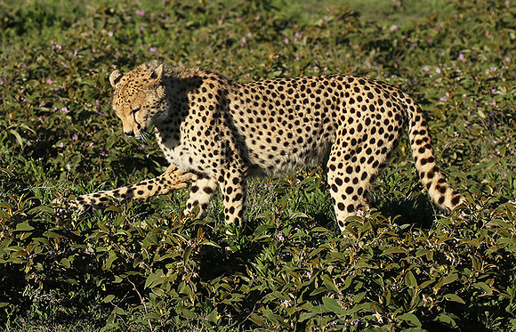 Serengeti