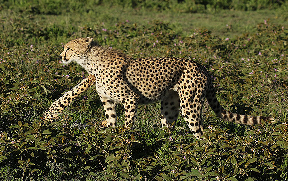 Serengeti