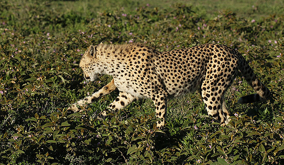 Serengeti