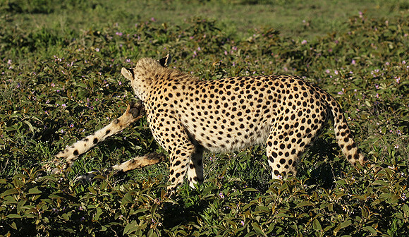 Serengeti