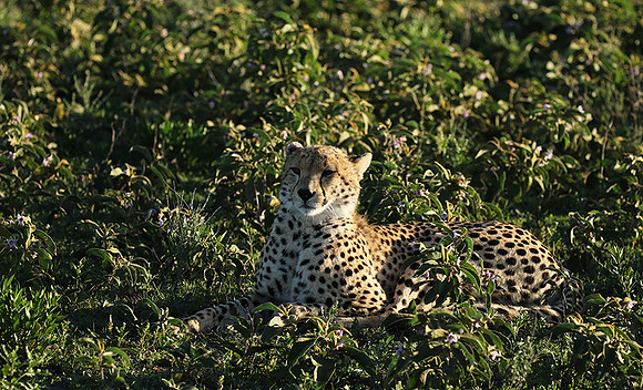 Serengeti
