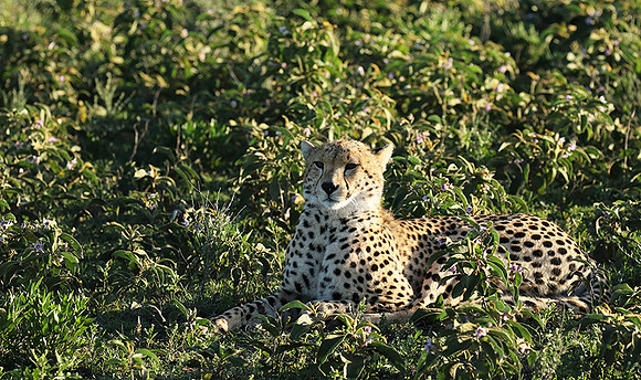 Serengeti