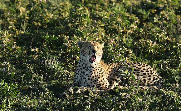Serengeti