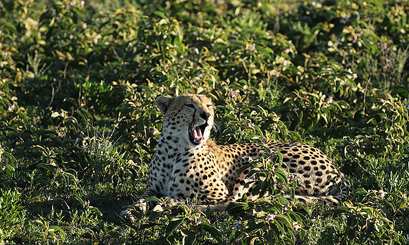Serengeti