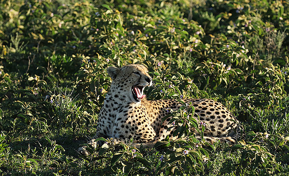 Serengeti