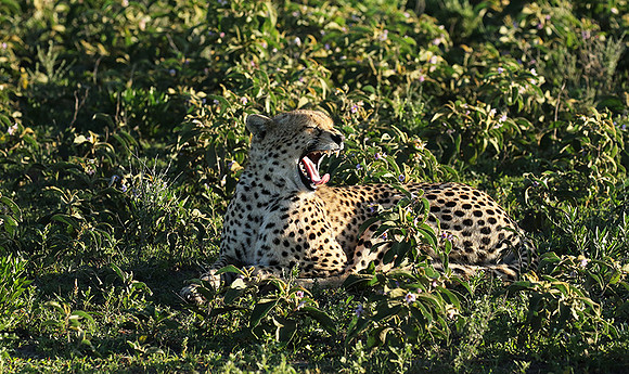 Serengeti