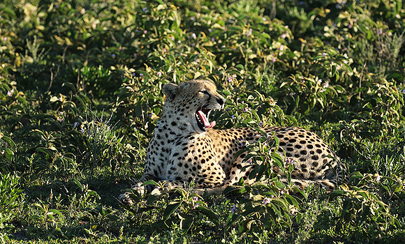 Serengeti