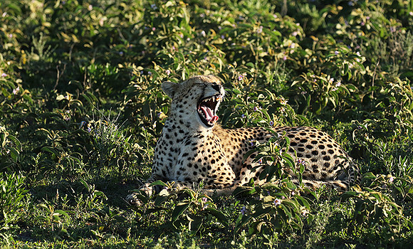 Serengeti
