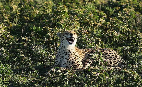Serengeti
