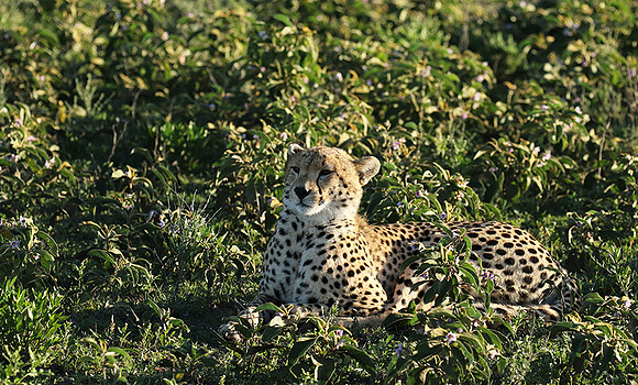 Serengeti