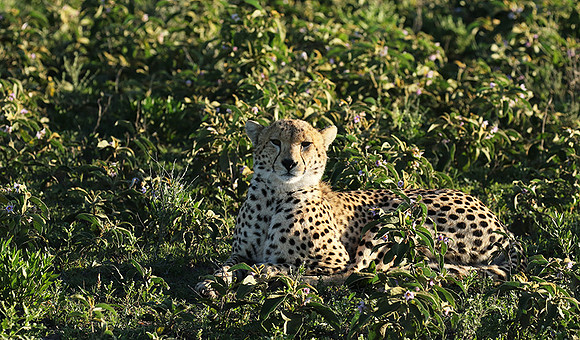 Serengeti