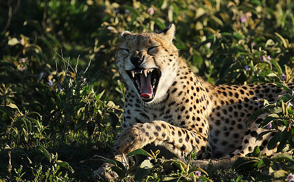 Serengeti