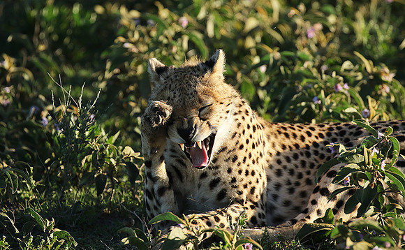 Serengeti