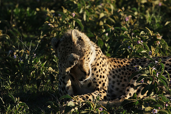 Serengeti