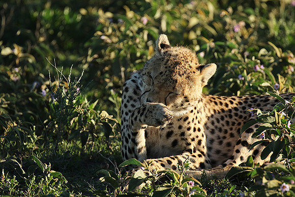 Serengeti