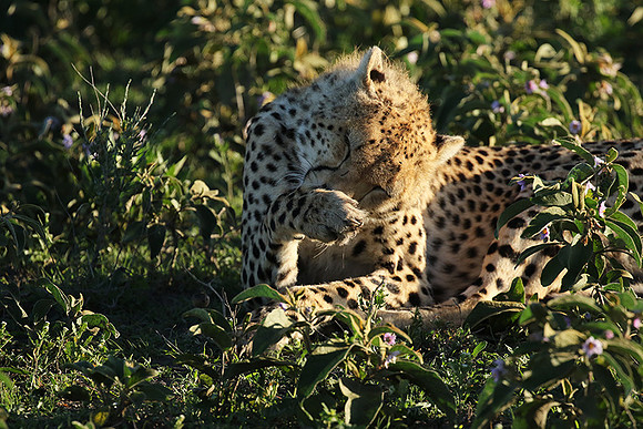Serengeti