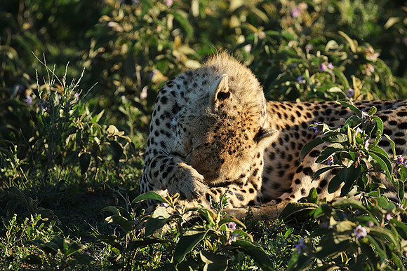 Serengeti