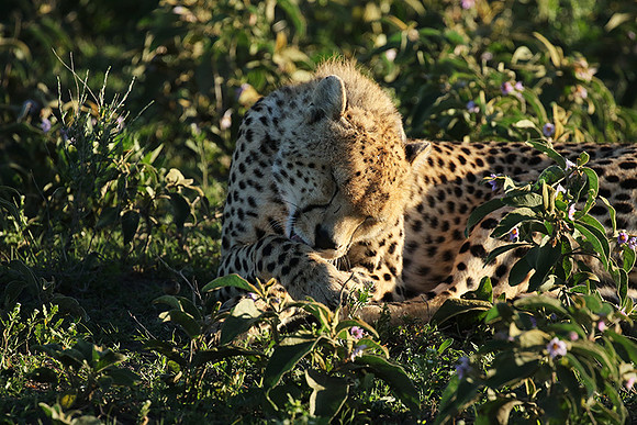 Serengeti