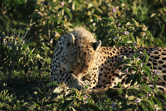 Serengeti