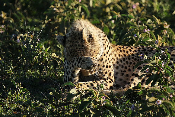 Serengeti