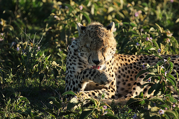 Serengeti