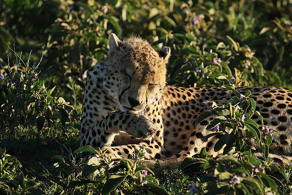 Serengeti
