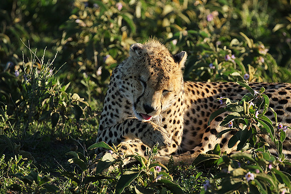 Serengeti