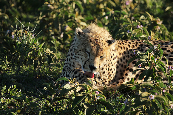 Serengeti