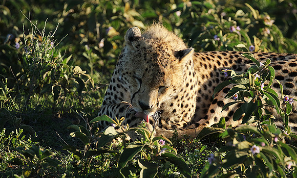 Serengeti