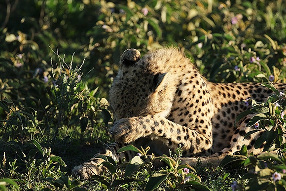 Serengeti