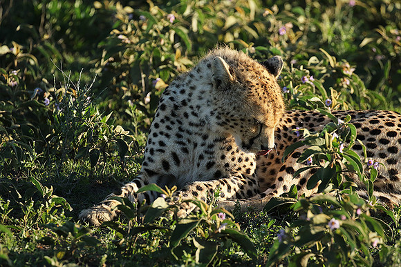 Serengeti