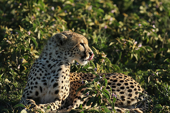 Serengeti