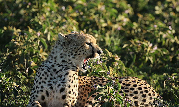 Serengeti