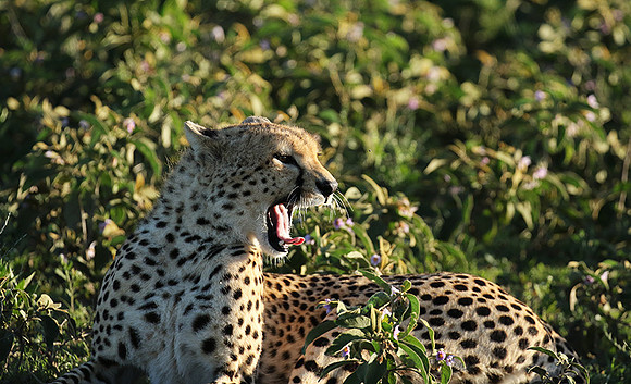 Serengeti