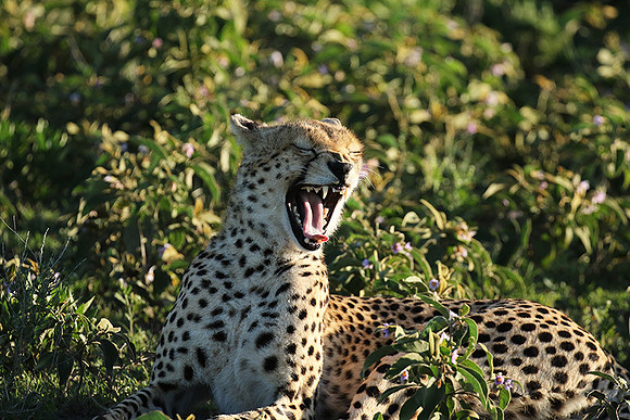 Serengeti